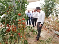 Del Amor, junto al director general de Agricultura y los dueños de la empresa 'Ecotomate', conocen otro tipo de variedades que cultivan como el Cherry