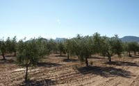 Variedades de olivo plantas en el Centro de Demostración Agraria 'La Maestra'