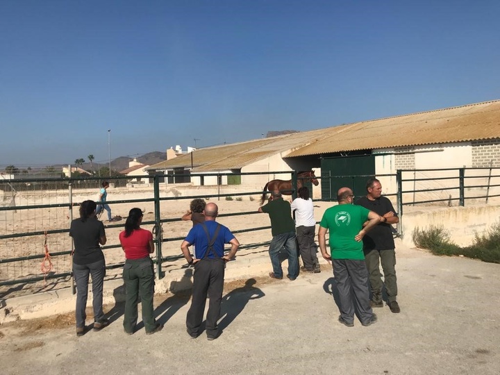 El Centro de Referencia Nacional de Ganadería de Lorca imparte un curso gratuito sobre manejo de sementales equinos
