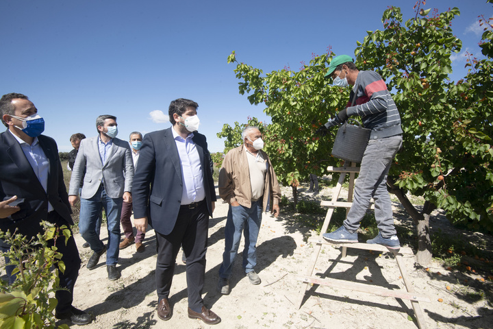 El presidente de la Comunidad, Fernando López Miras, visita una finca de cultivo ecológico de albaricoque/2
