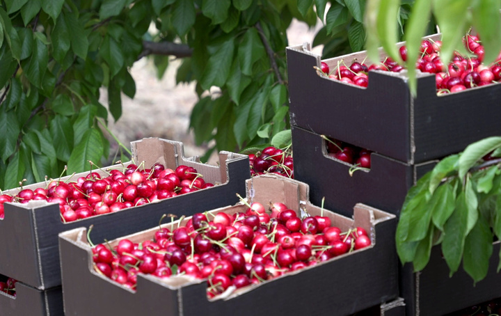 El estudio analiza el comportamiento agronómico de distintas variedades de cerezo.