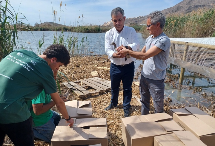 El consejero de Medio Ambiente, Mar Menor, Universidades e Investigación, Juan María Vázquez, durante la presuelta de 20 ejemplares para la reintroducción de la cerceta pardilla.