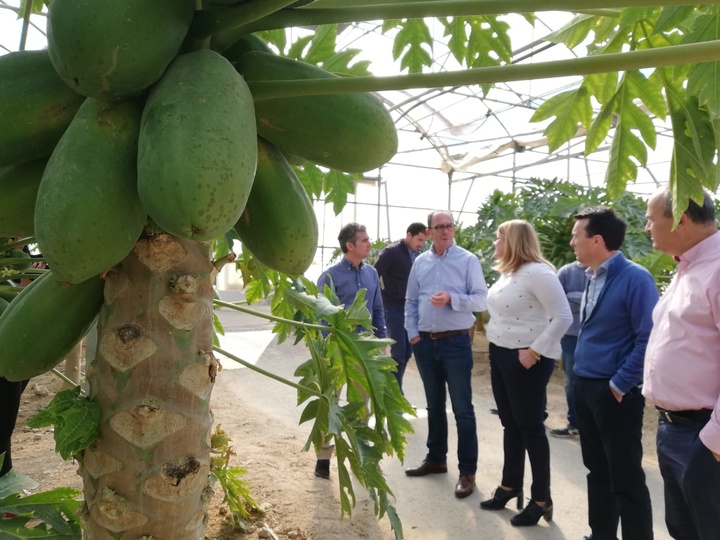 El consejero visita los invernaderos de la empresa líder de producción de papayas a nivel europeo