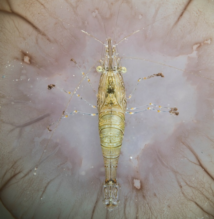 Imagen de Javier Murcia de un camarón de roca