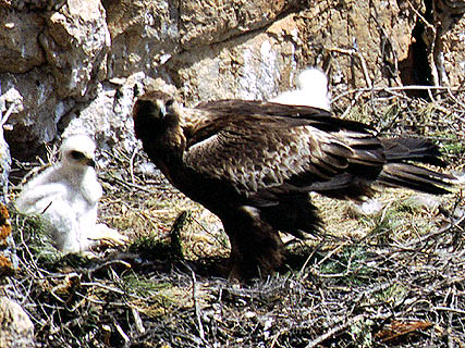 Un ejemplar de águila real en el Parque Regional Sierra Espuña