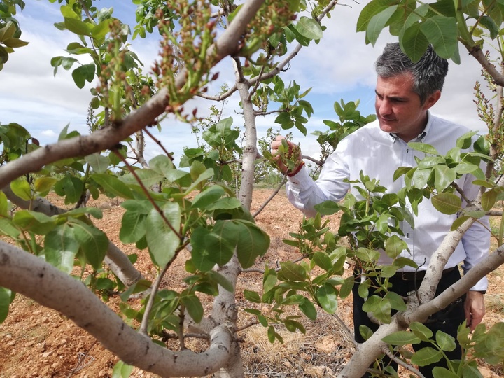 Del Amor conoce las distintas variedades de pistacho cultivadas en Caravaca de la Cruz