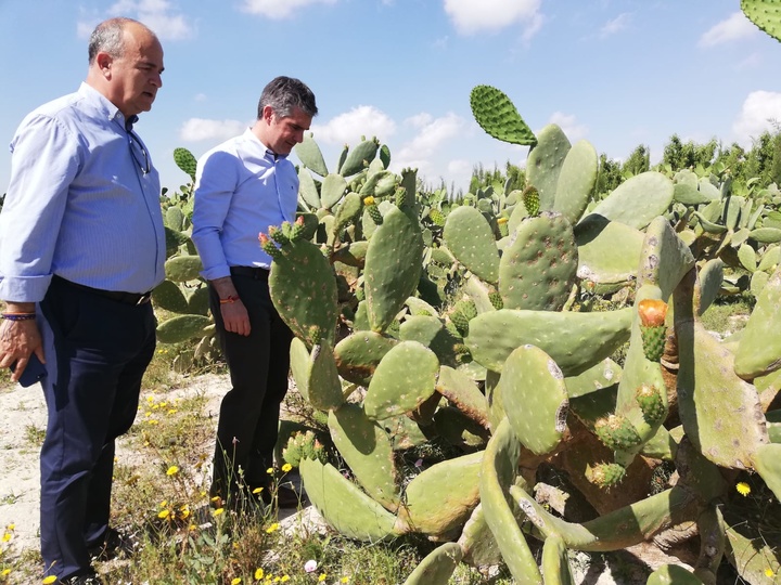 El consejero y el director general de Agricultura, conocen una plantación de higos chumbos en Molina de Segura