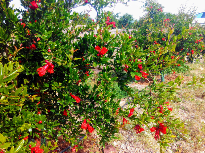 Variedades de granado plantadas