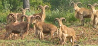 Grupo de arruis machos en el Parque Regional de Sierra Espuña