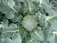 Planta de brócoli