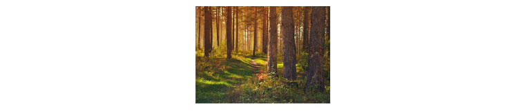 Bosque
