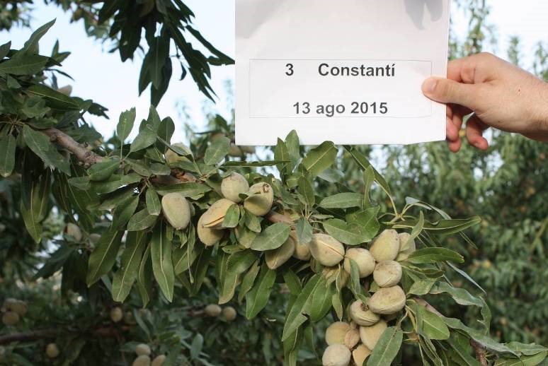 Fruto en árbol de la variedad Constantí