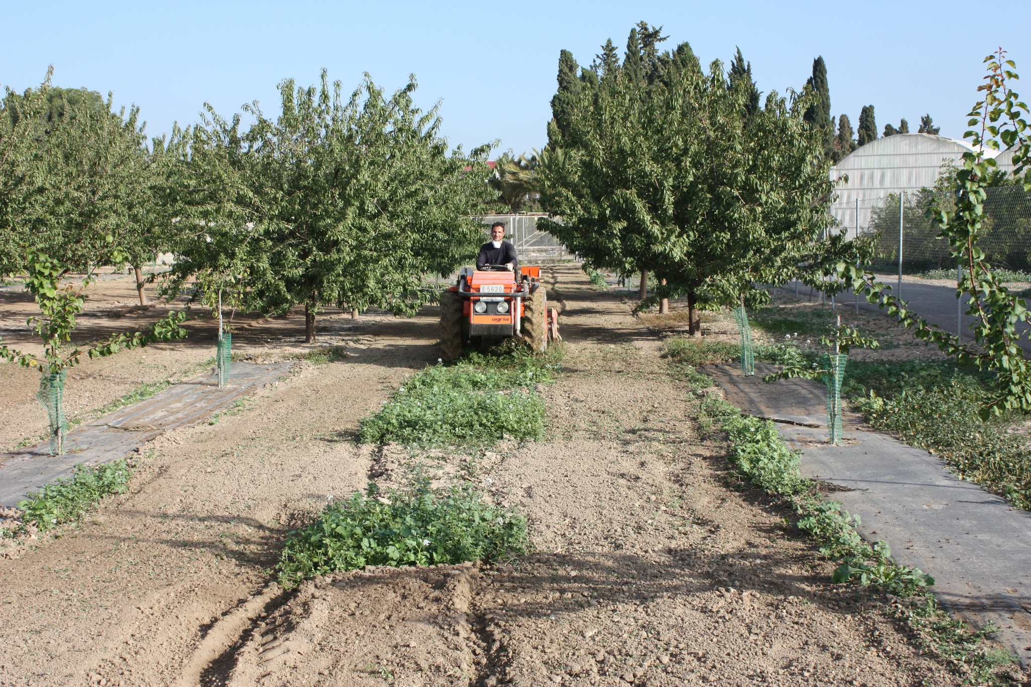 Laboreo con rotovator entre calles