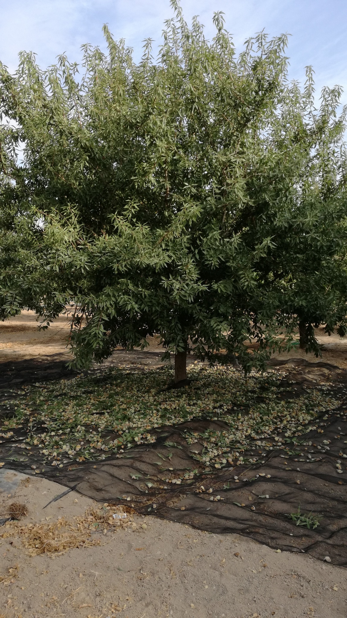 Recolección del árbol de más producción del ensayo, `Constantí´ sin poda