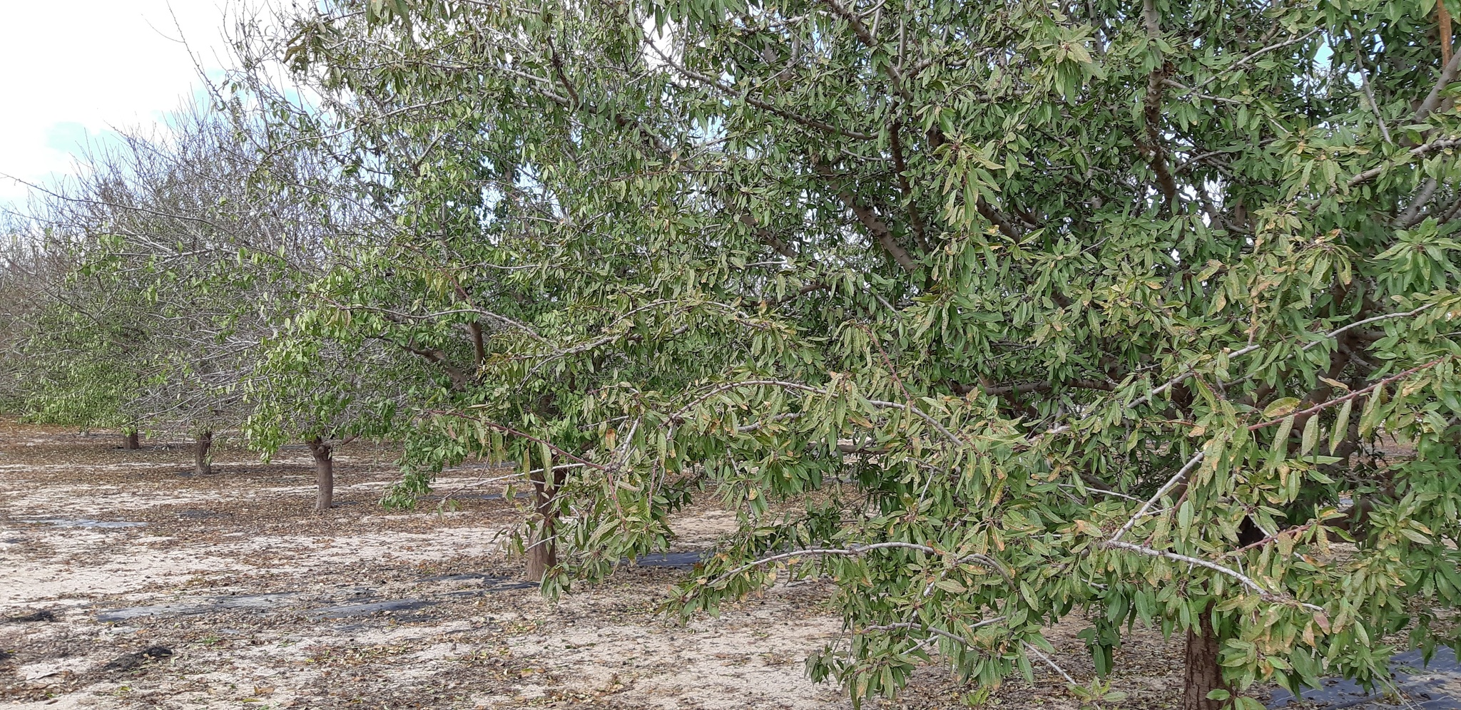 Árboles en no poda