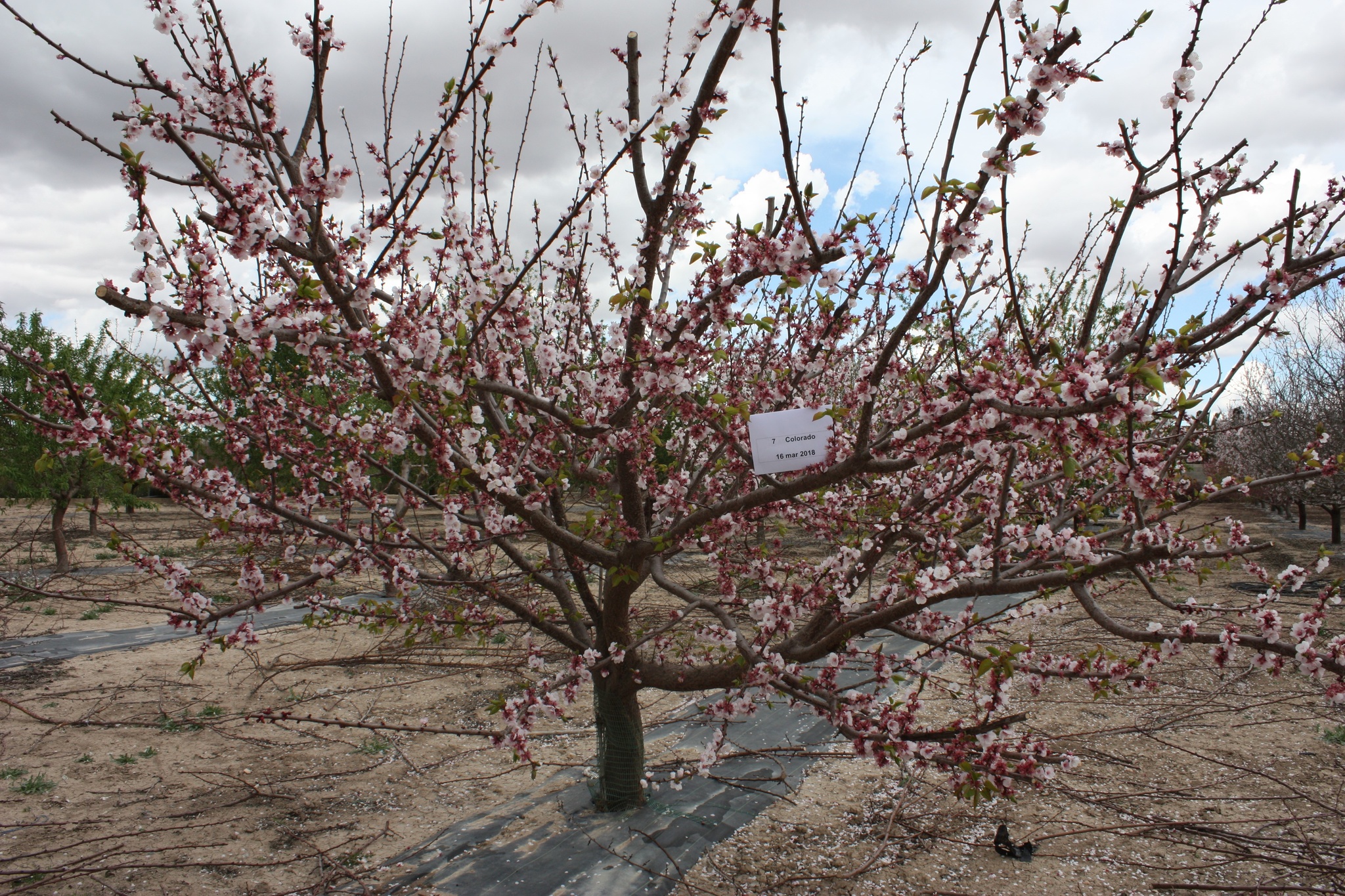 Plena floración de la variedad `Colorado´