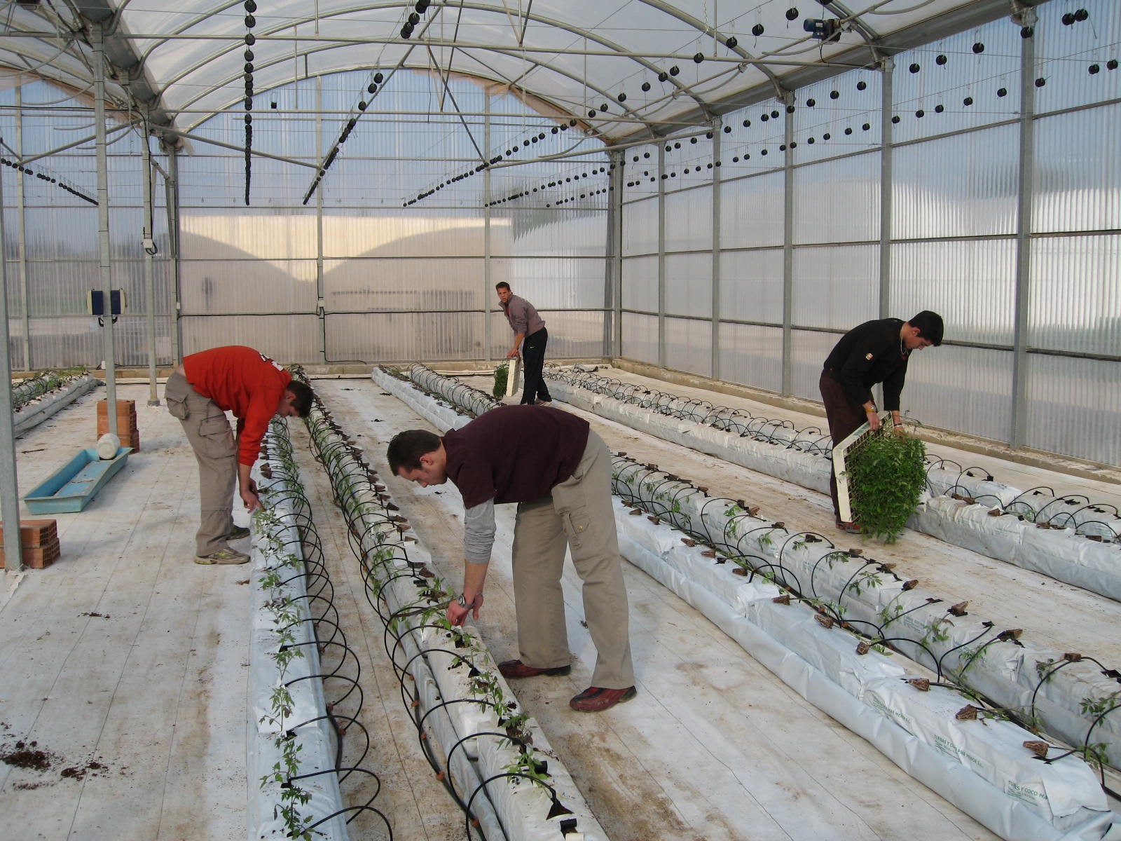 Plantación variedades autóctonas tomate en invernadero