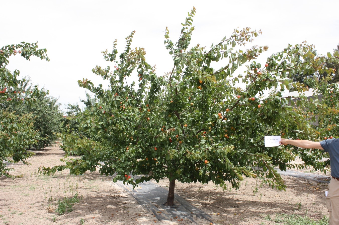 Detalle de árbol variedad Mirlo naranja 2017