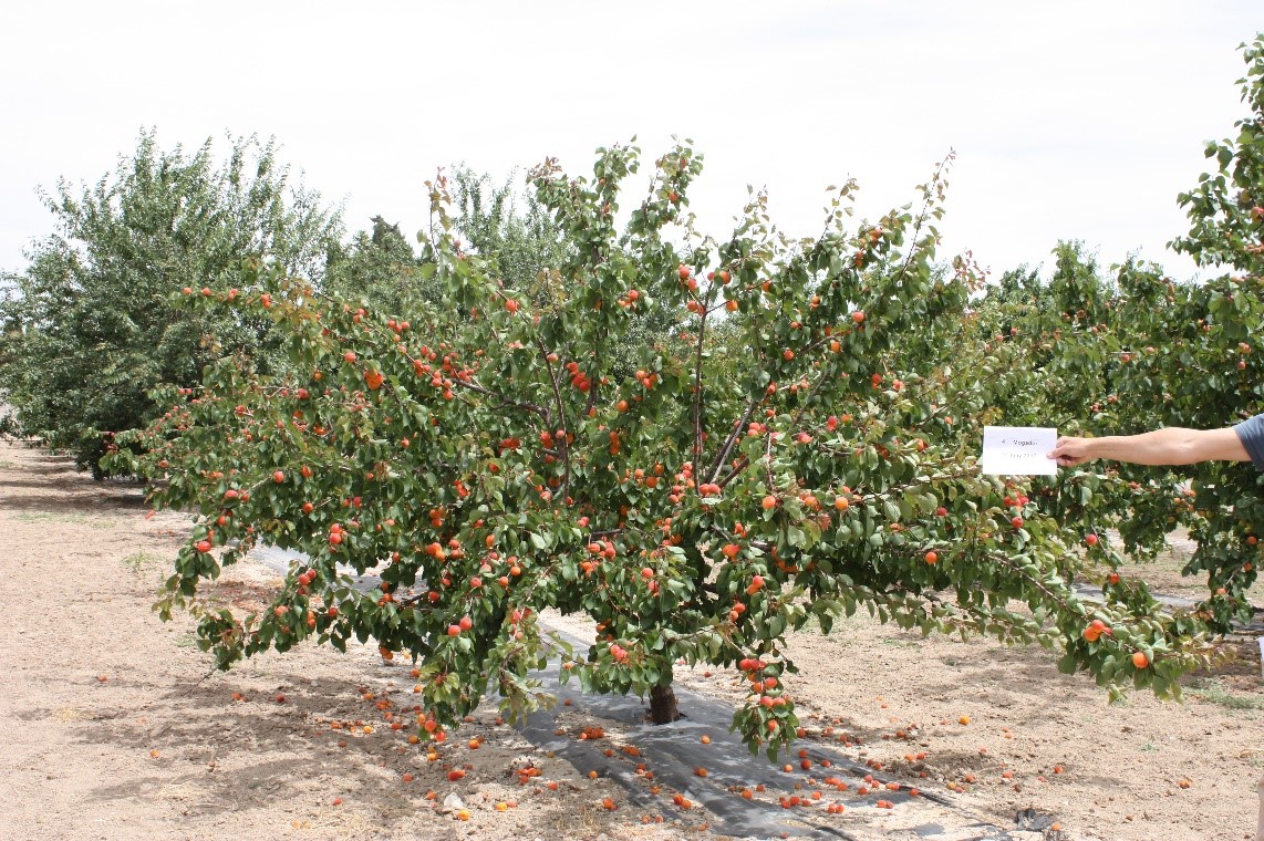 Detalle de árbol variedad Mogador 2017