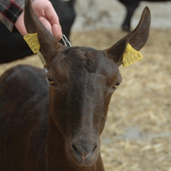 Cabra murciano granadina