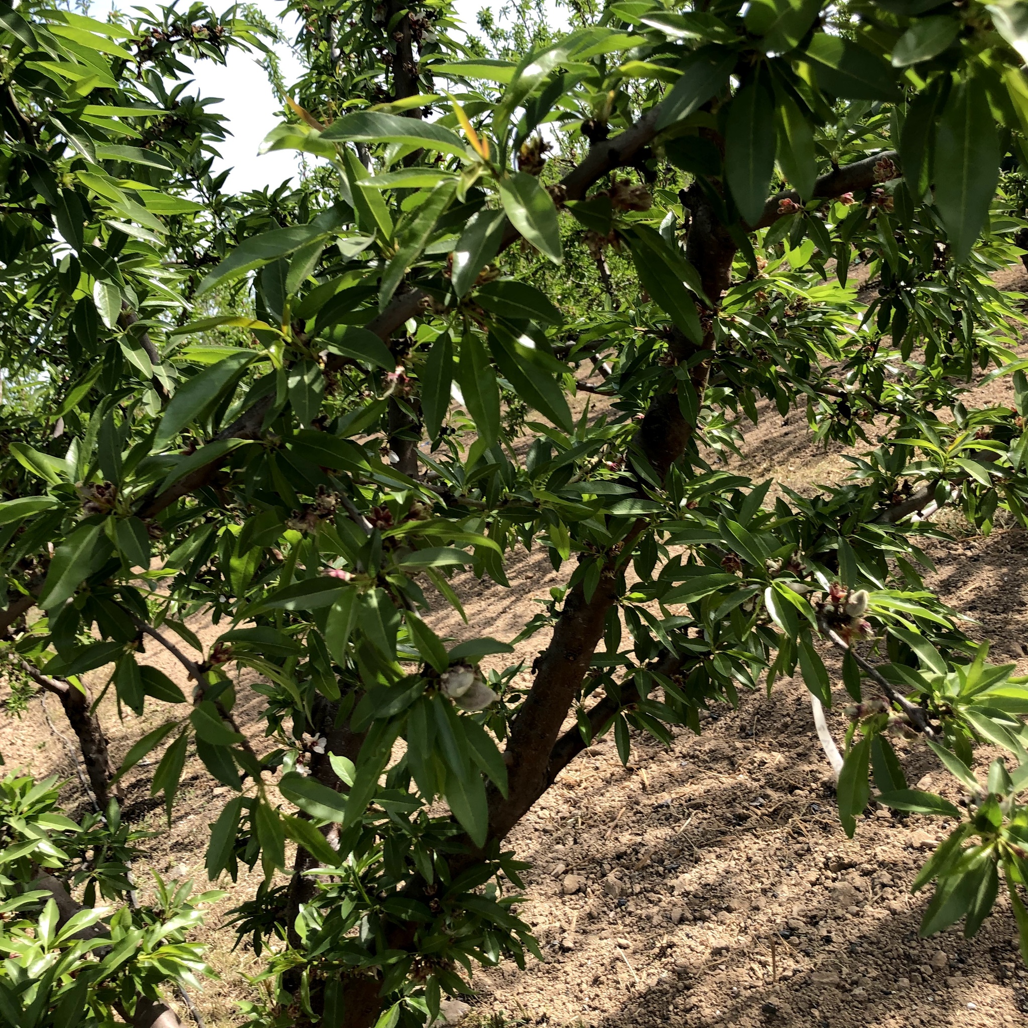 Frutales en el Valle del Guadalentín (6)