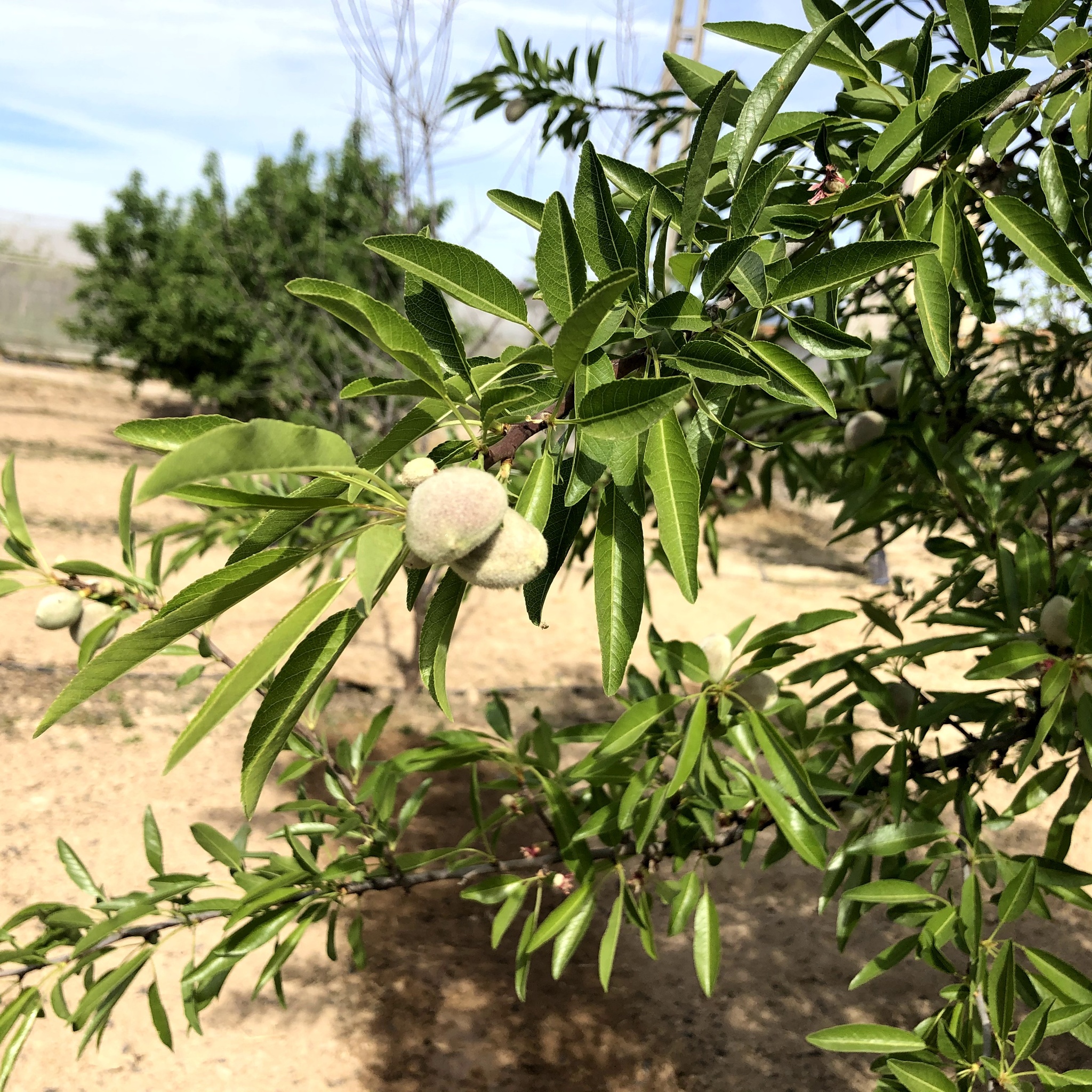 Frutales en el Valle del Guadalentín (12)