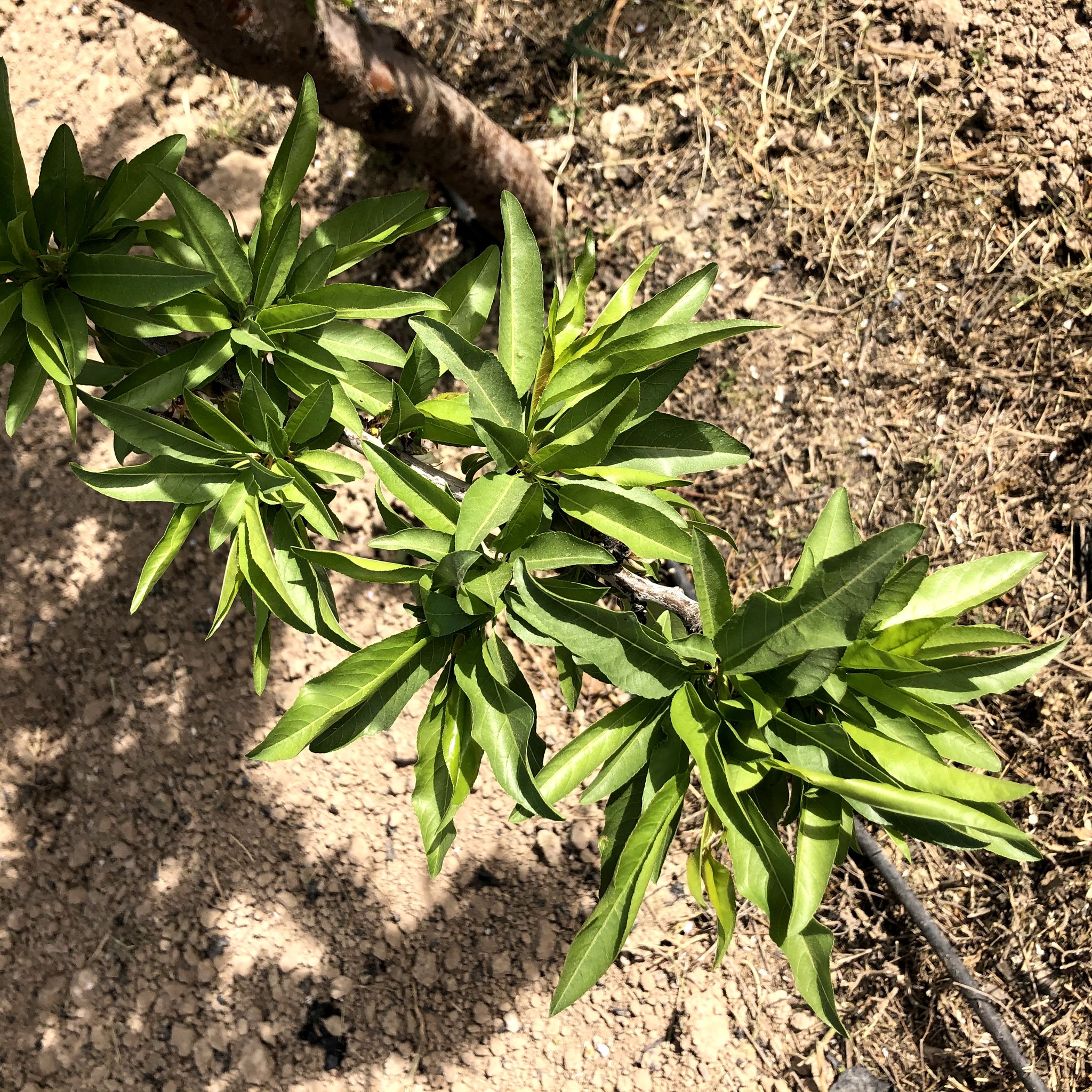 Frutales en el Valle del Guadalentín (8)