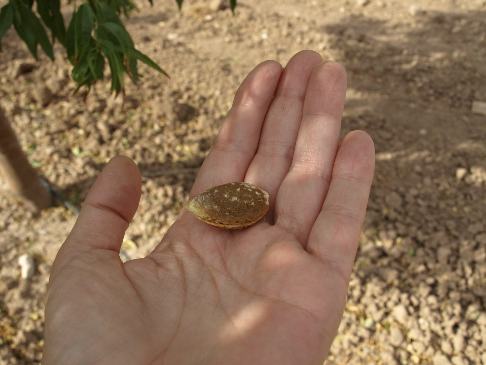 Fruto variedad penta