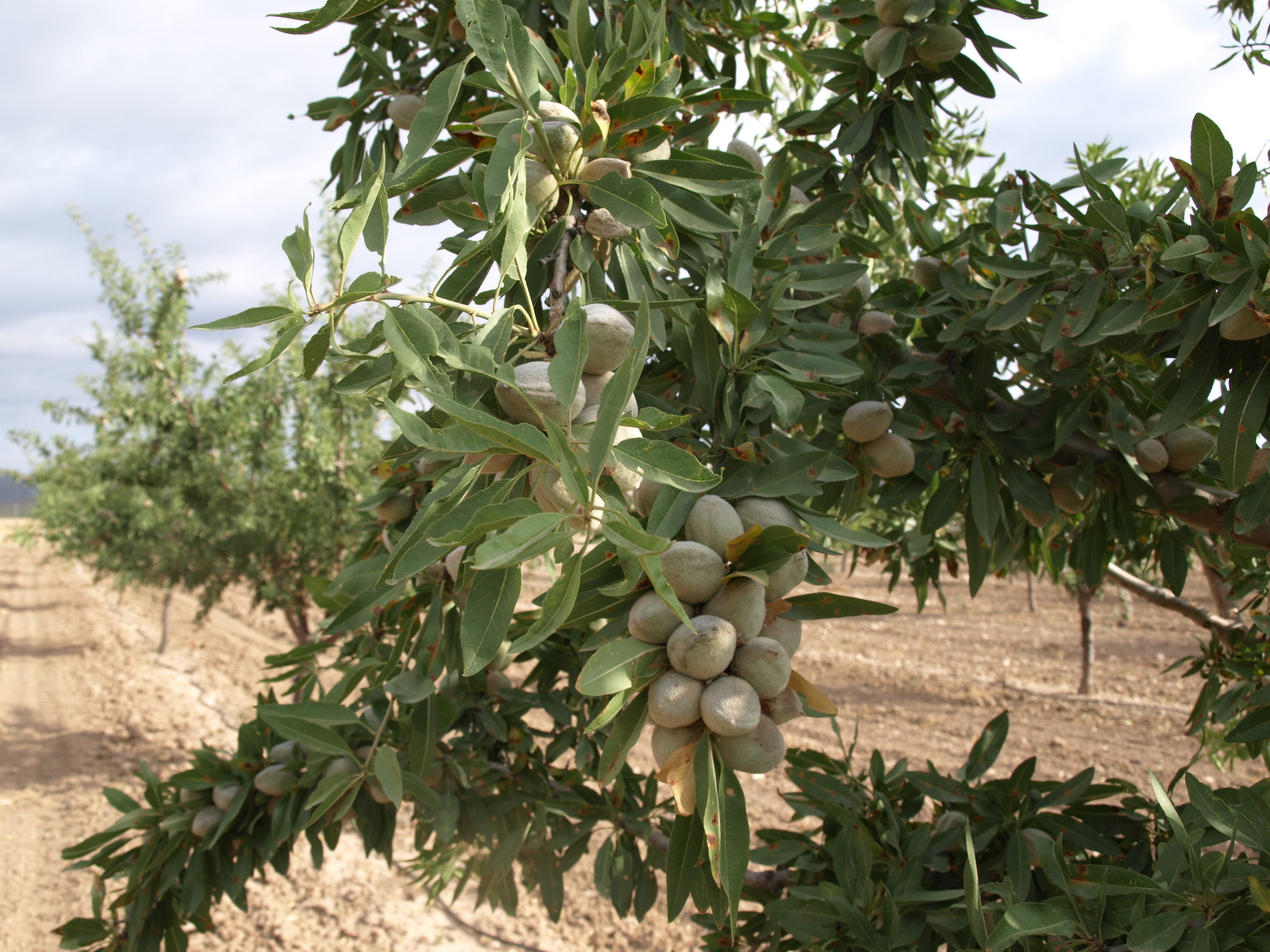 Variedad constanti