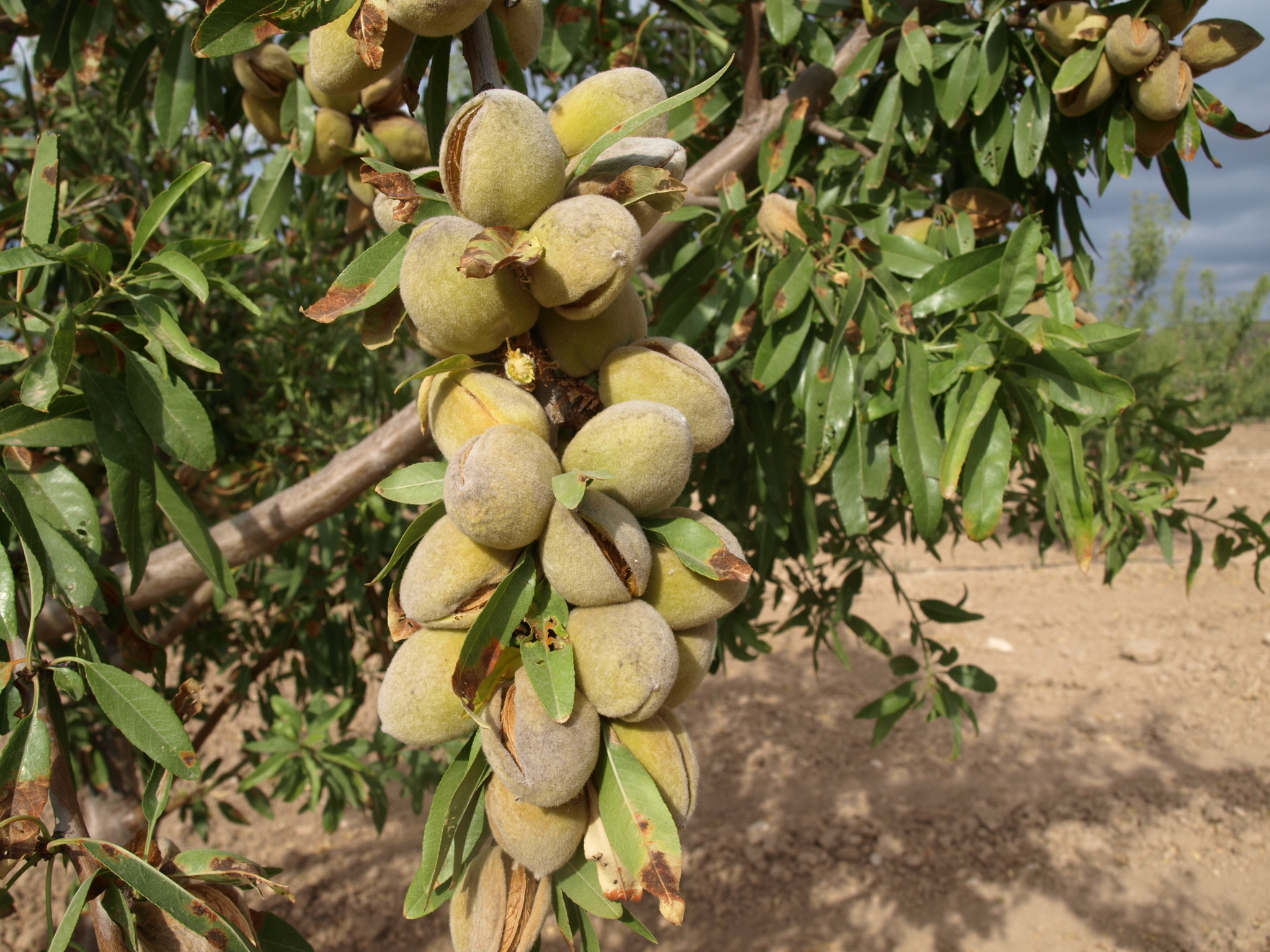 Variedad guara