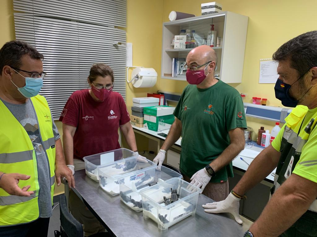 El director general del Medio Natural y personal del Centro de Recuperación de Fauna 'El Valle', contemplando las tortugas nacidas anoche en La Manga.