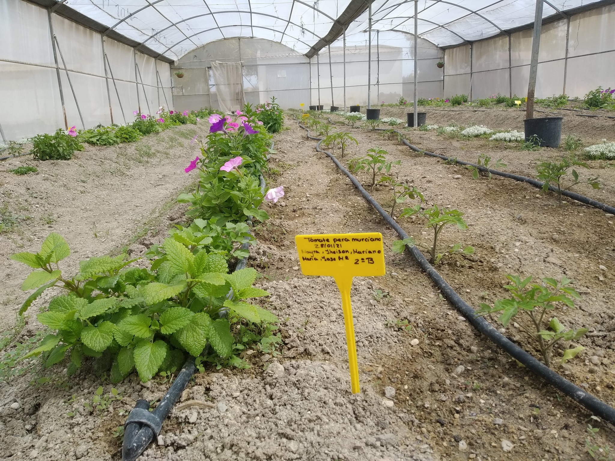 Plantación de tomate