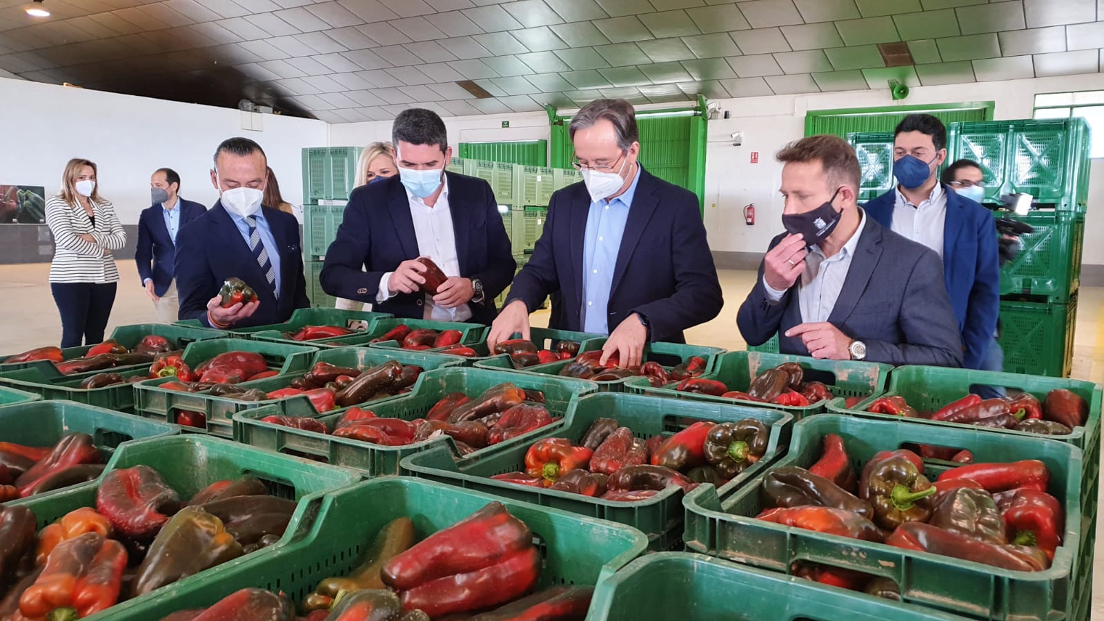 El consejero Antonio Luengo durante la visita asiste a la subasta de pimiento celebrada en la cooperativa Agrodolores Dolores de Pacheco