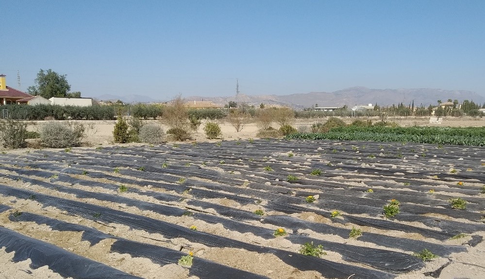 Cultivo de patatas ecológico