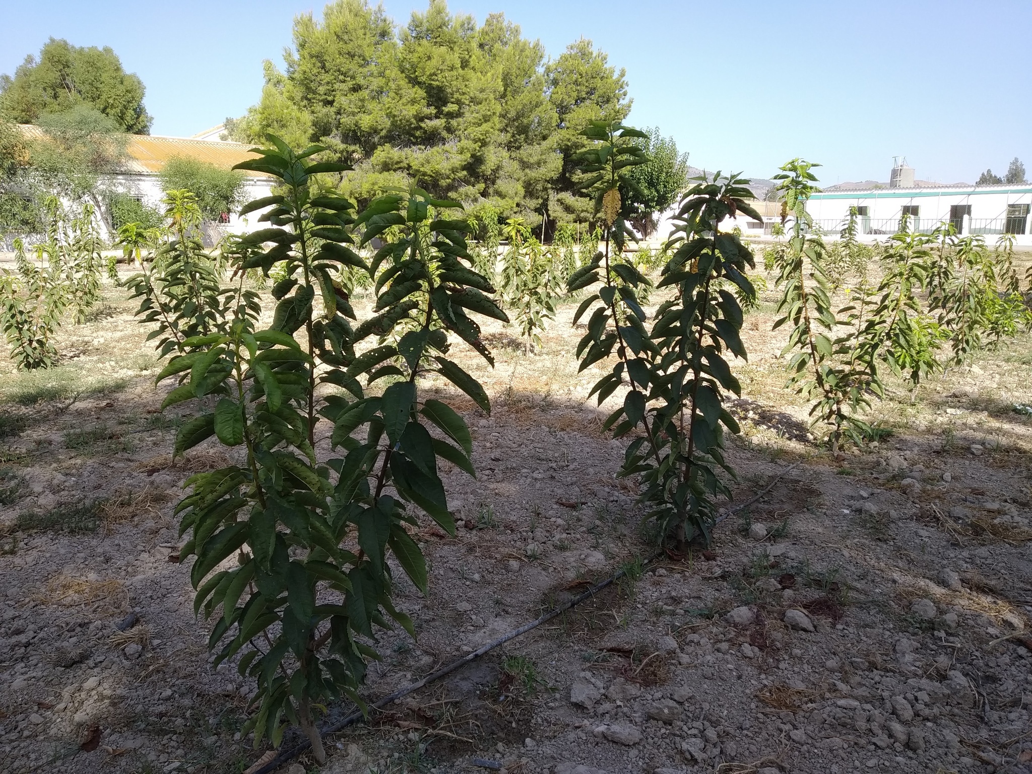 Cultivos de diversas variedades de cerezo el Centro de Demostración Agraria de Lorca