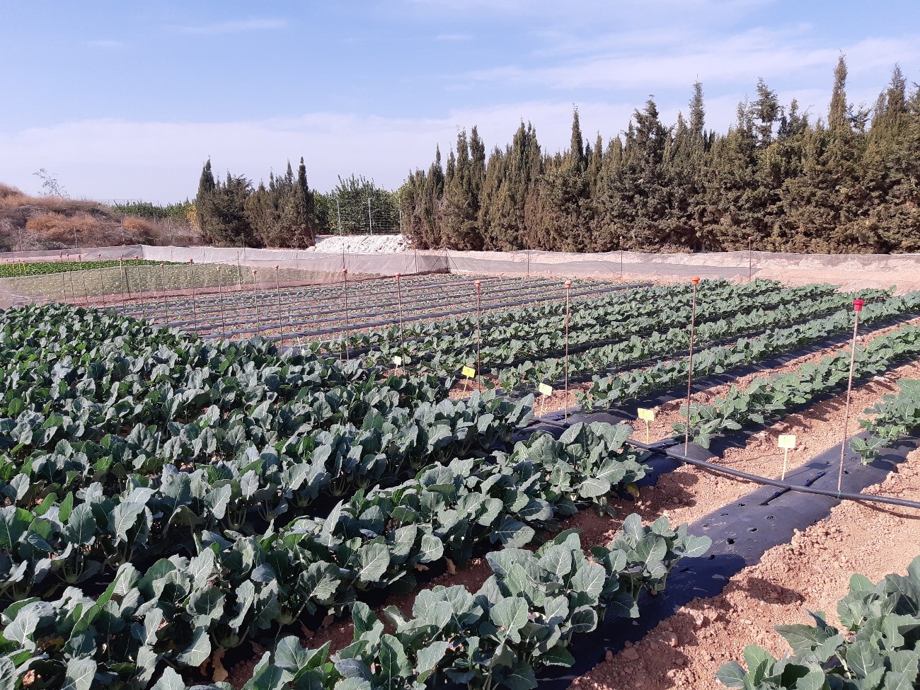 Ensayos con brócoli