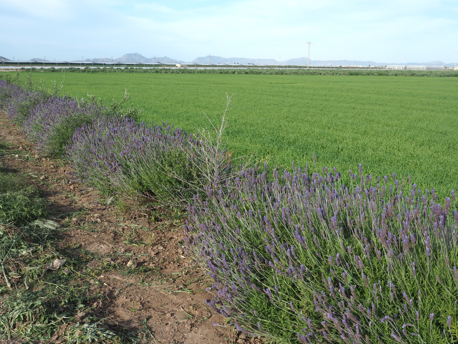 Ejemplo de barreras vegetales instaladas en cultivos del Campo de Cartagena