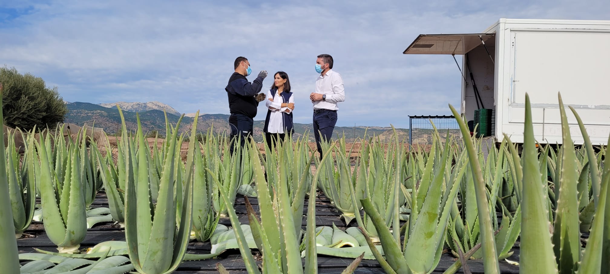 Antonio Luengo durante su visita a una finca de cultivo de aloe vera en Alhama de Murcia