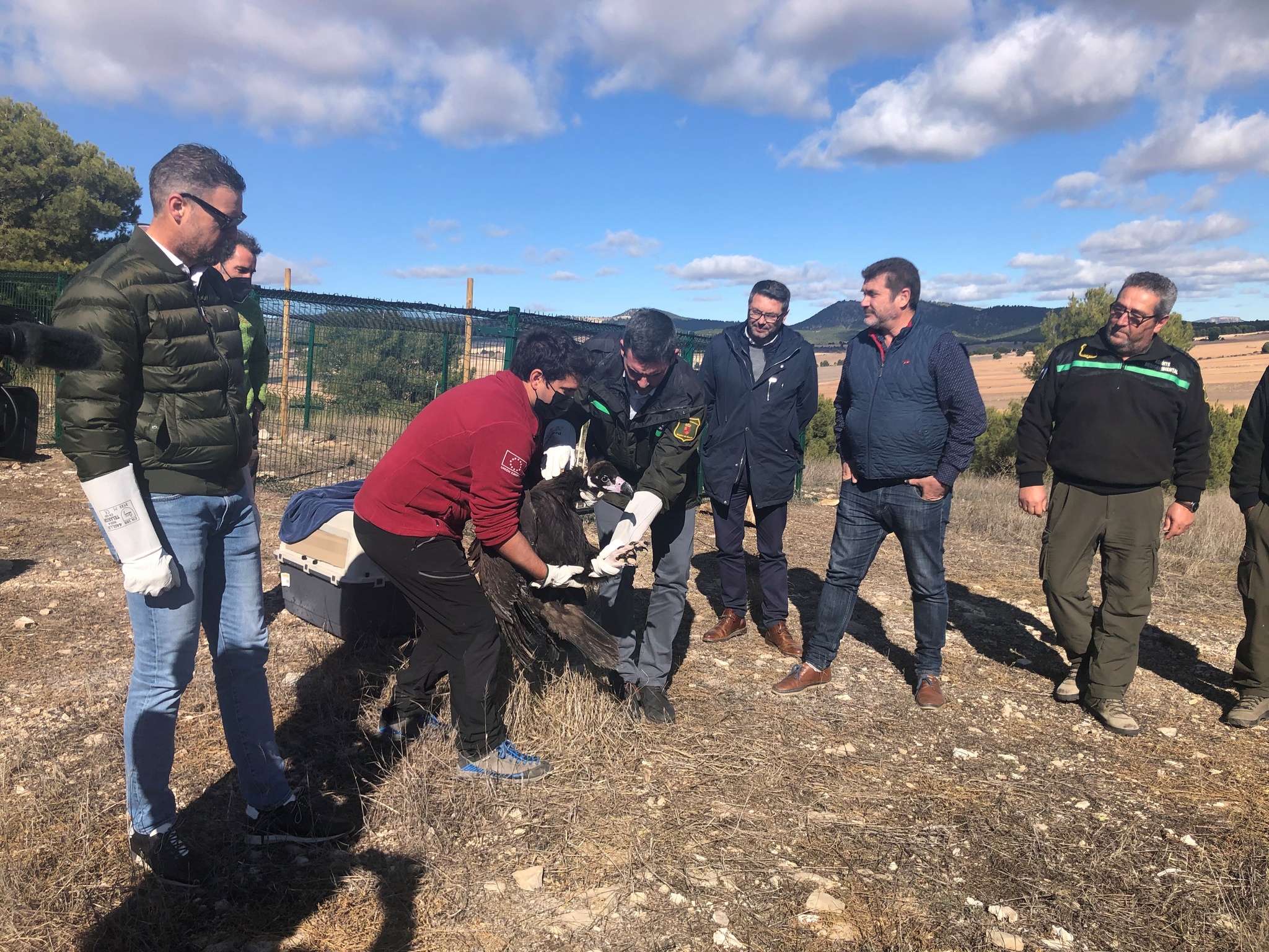 El consejero Antonio Luengo, durante la liberación del ejemplar de buitre negro en el muladar de la sierra de Mojantes