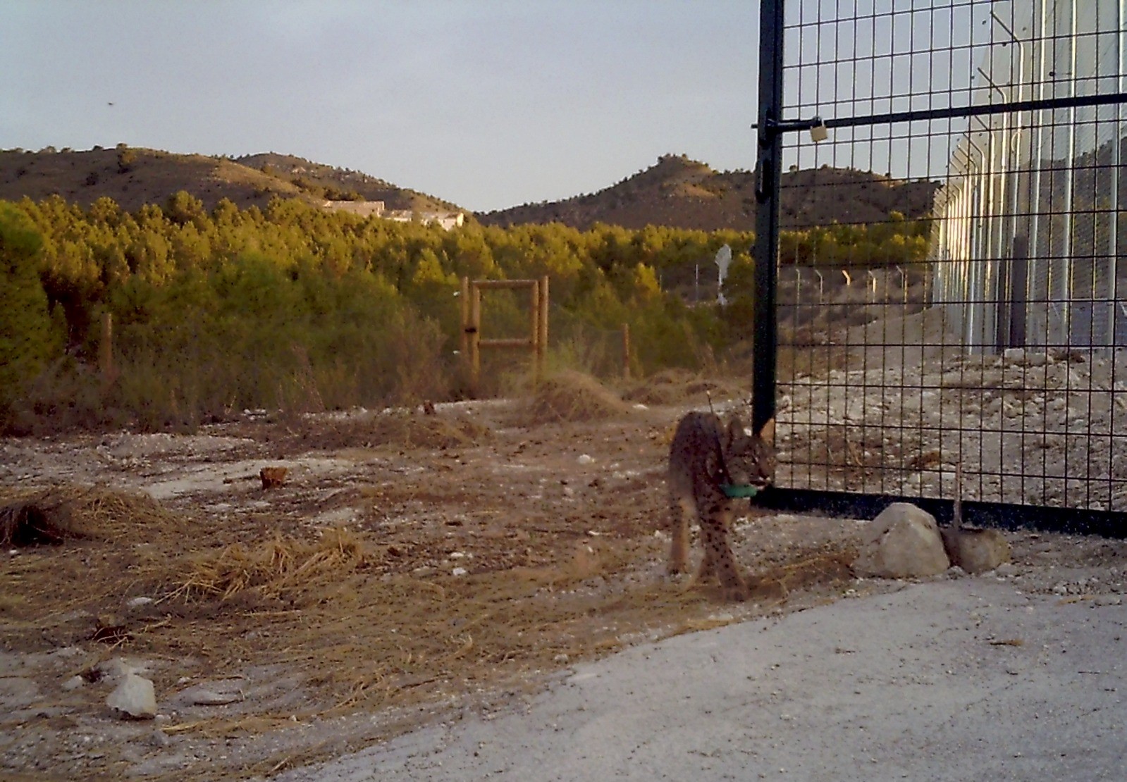 Uno de los linces ibérico (Tahúlla) sale del cercado de aclimatación