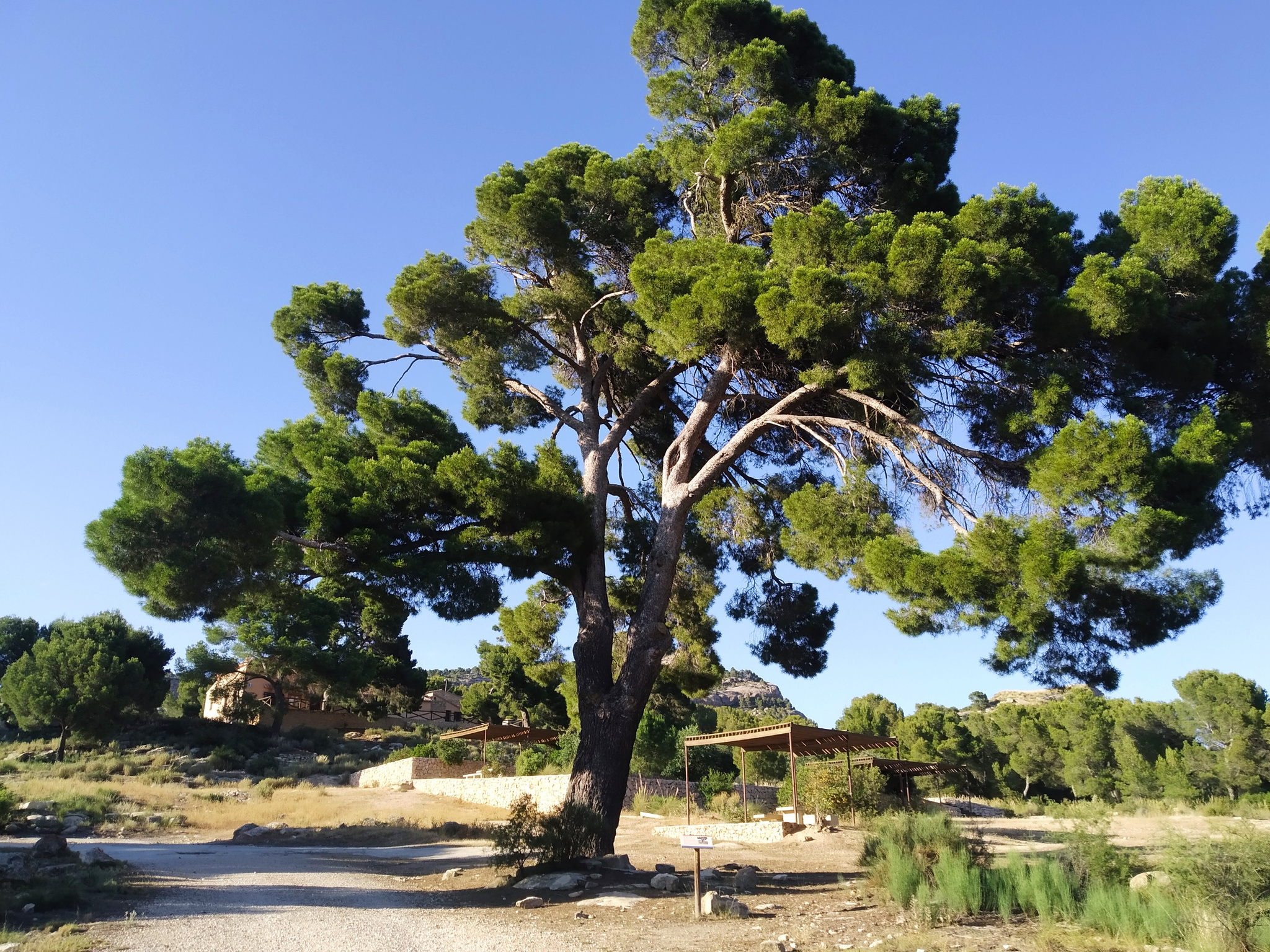 Un pino, catalogado como árbol singular, situado en el Monte Arabí.