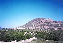 La misma plantación de Pinos en el término municipal de Lorca, cuatro años después. (Febrero 2002)