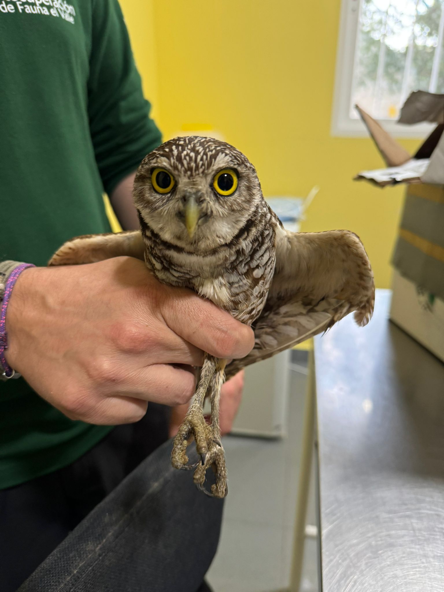 Mochuelo excavador en el Centro de Recuperaci&oacute;n de Fauna Silvestre (CRFS)