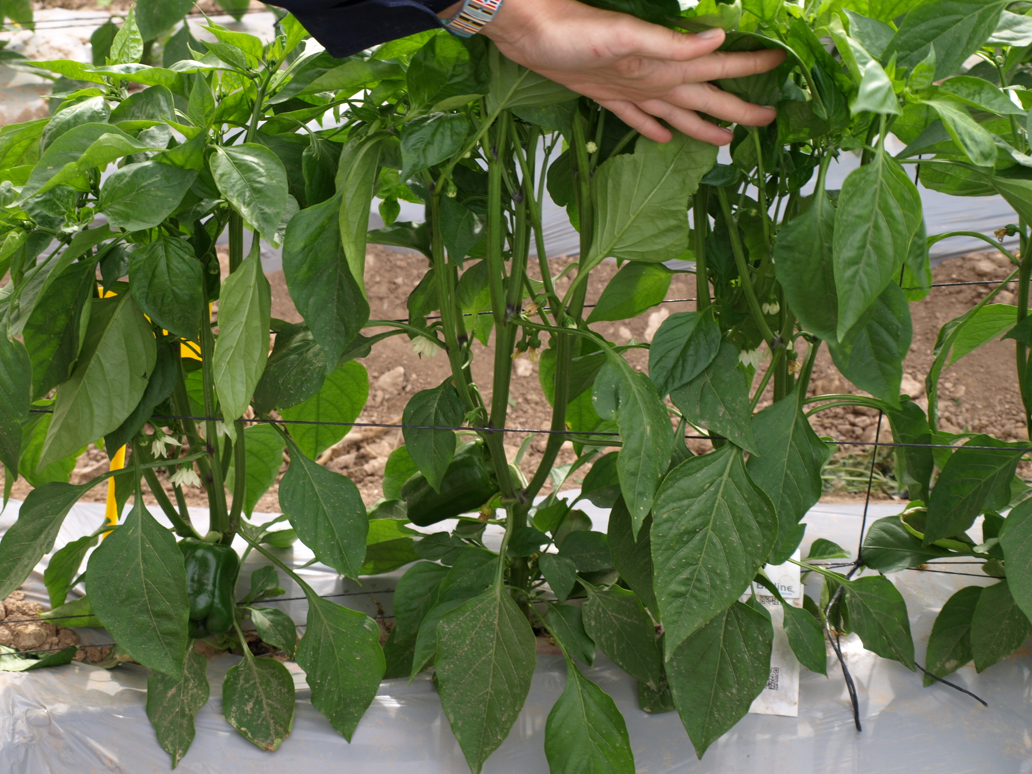 PLANTA DE PIMIENTO EN LA MALLA CON PLASTICOS GRIS CLARO OXOBIODEGRADABLE