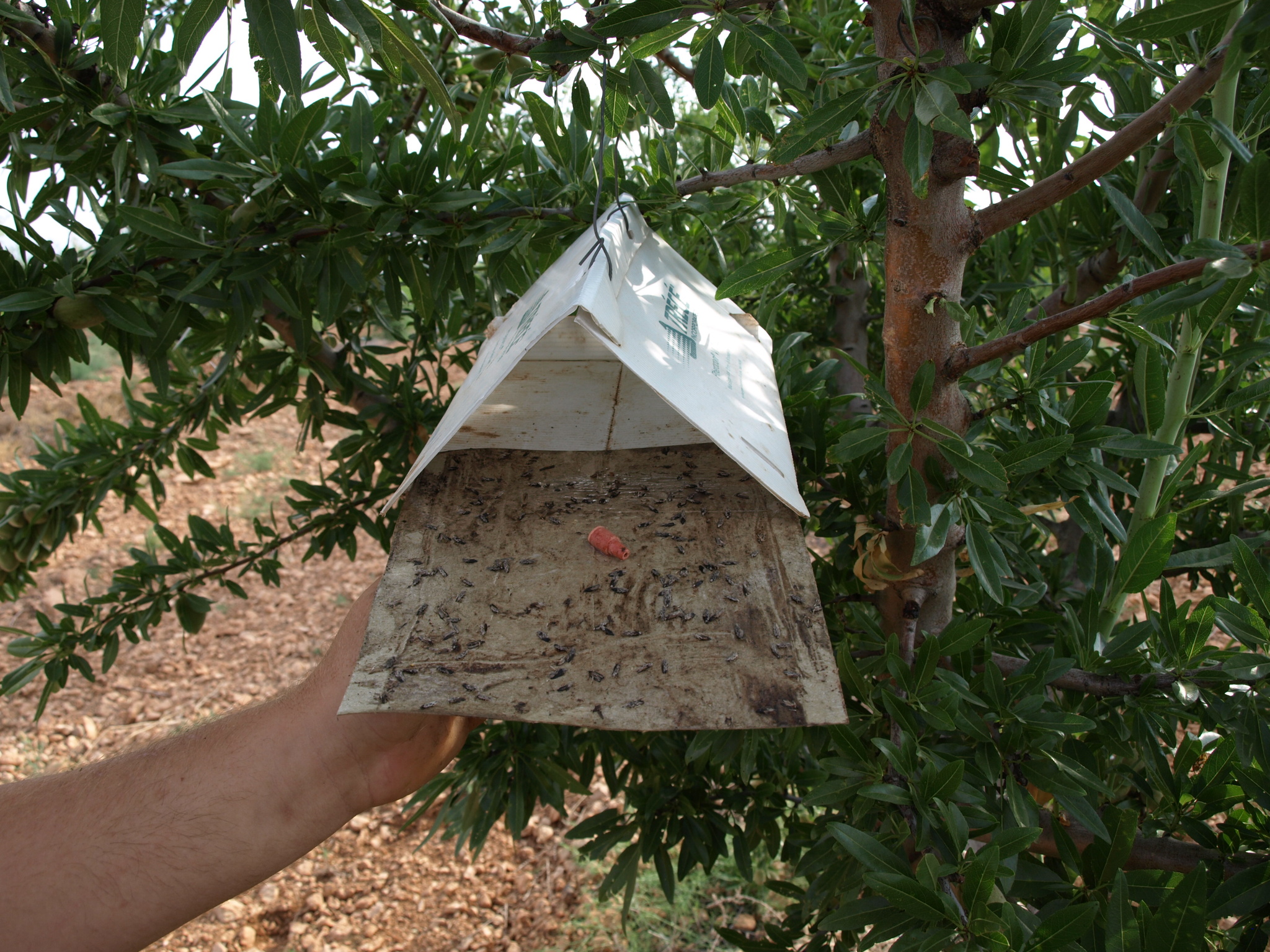 Trampa delta para Anarsia lineatella en almendro