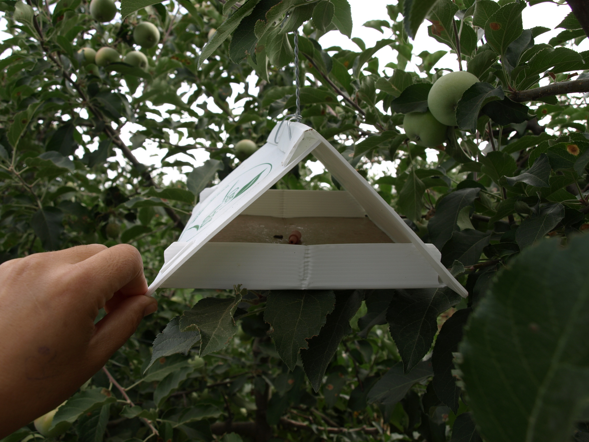 Trampa delta para carpocapsa o gusano de la manzana en manzanos