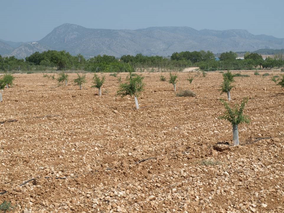 1er año de cultivo de las variedades de almendro tardío