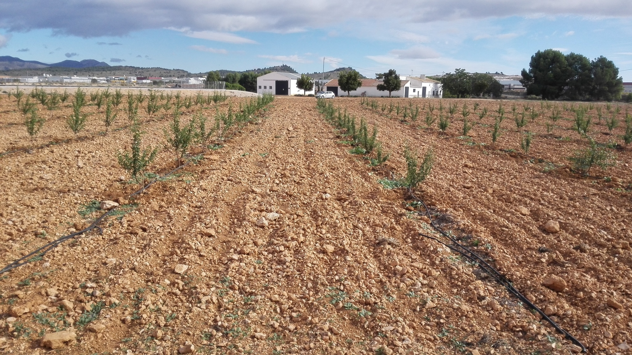 Instalaciones y proyecto almendro intensivo