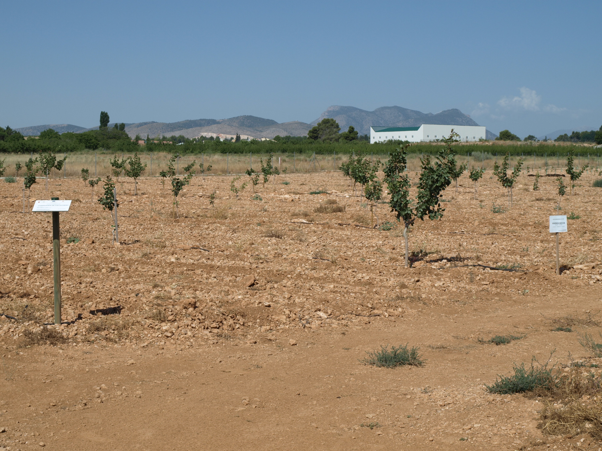 2 3er año de cultivo del cultivo del pistacho (2016)