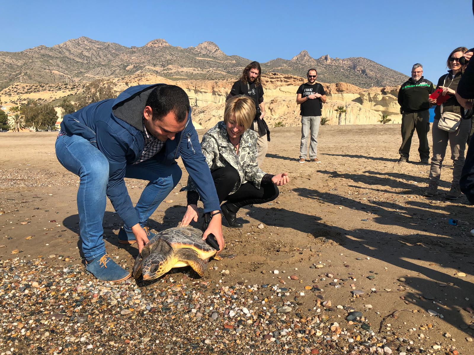 Imagen de la liberación de una tortuga boba tratada en el Centro de Recuperación de Fauna Silvestre de El Valle (I)